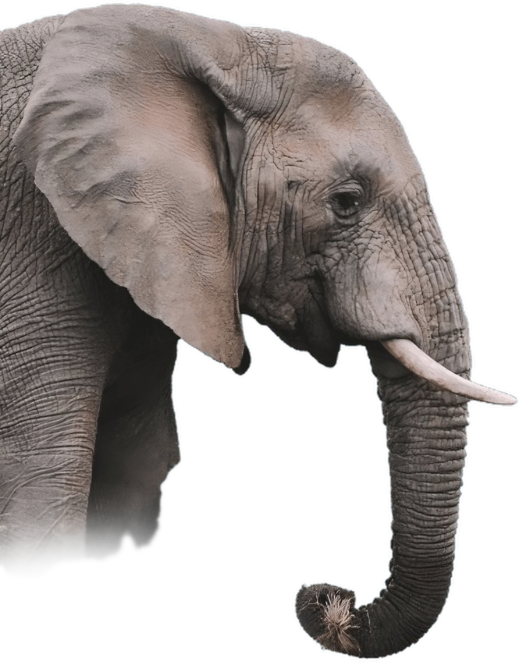 éléphant